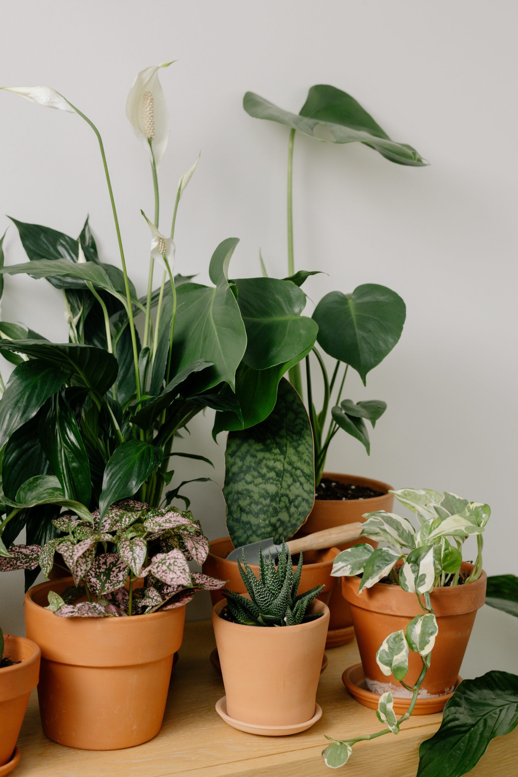 Wohnsinn-Kolumne: Über Zimmerpflanzen und deren Wirkung auf unser Wohlbefinden