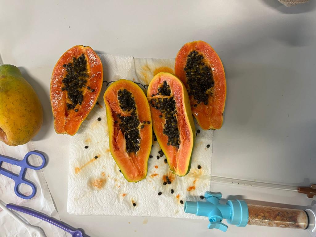 Was die Papaya mit Schwangerschaftsabbrüchen zu tun hat