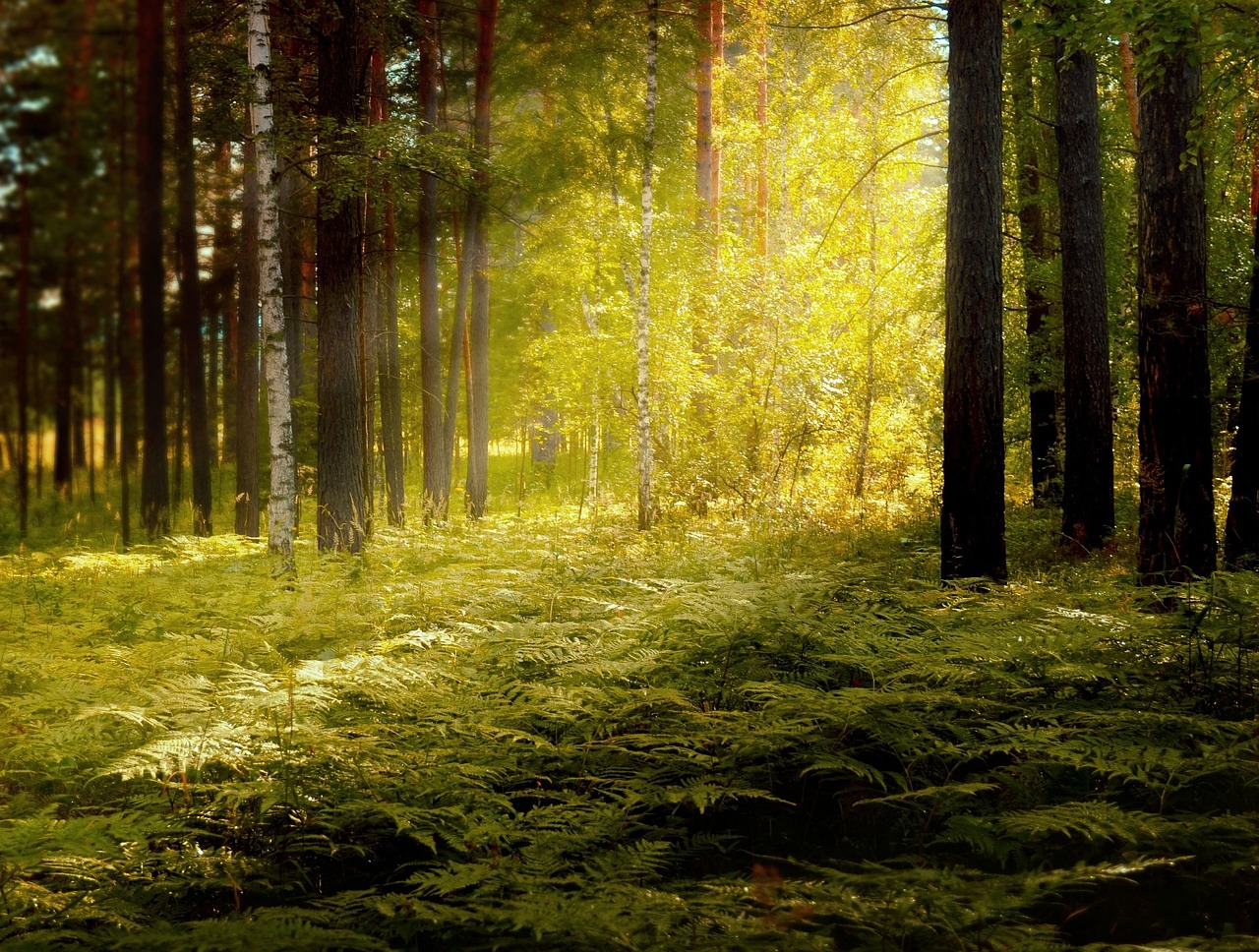 Schreibwerkstatt: »Waldspaziergang«